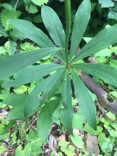 Lilium tsingtauense, photographed by Carrie Seltzer