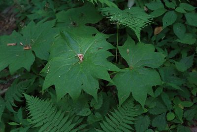 Podophyllum cymosum, photographed by April McNiff