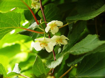 Actinidia kolomikta, photographed by Repina Tatyana