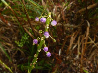 Melicytus macrophyllus, photographed by Bruce Calvert
