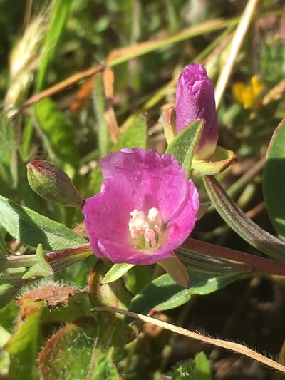 Clarkia davyi, photographed by Rebecca Johnson