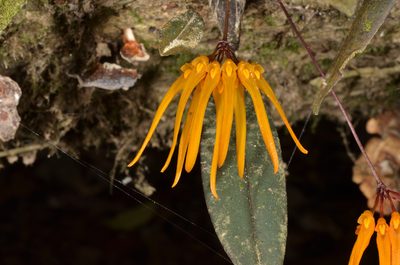 Bulbophyllum thaiorum, photographed by Eugene Popov