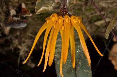 Bulbophyllum thaiorum, photographed by Eugene Popov