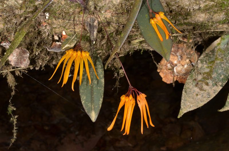 Bulbophyllum thaiorum, photographed by Eugene Popov
