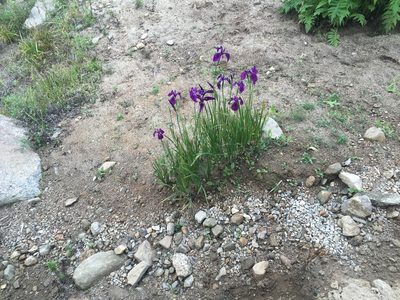 Iris ensata, photographed by Carrie Seltzer