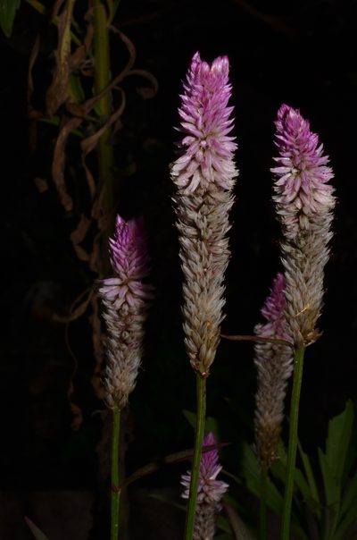 Celosia spicata, photographed by Eugene Popov