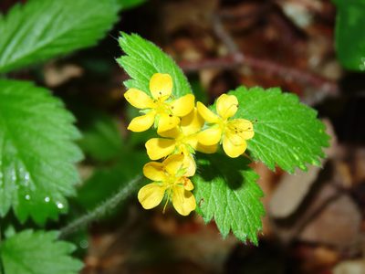 Aremonia agrimonoides, photographed by Emanuele Santarelli