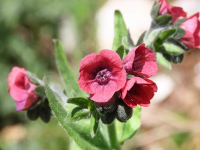 Cynoglossum montanum, photographed by Emanuele Santarelli