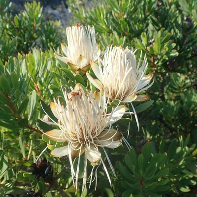 Protea lanceolata, photographed by Di Turner