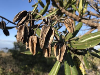 Vochysia thyrsoidea, photographed by william_hoyer