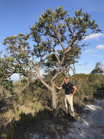 Vochysia thyrsoidea, photographed by william_hoyer