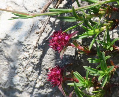 Thymus striatus, photographed by Emanuele Santarelli
