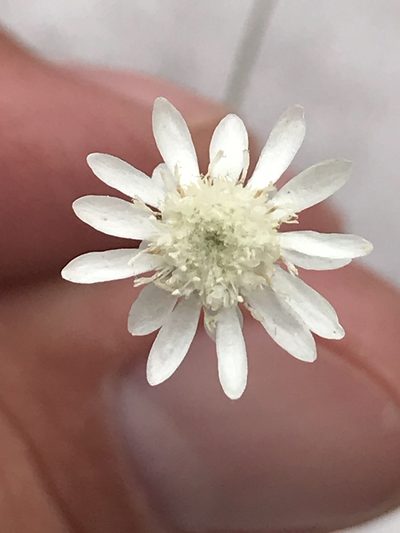 Comanthera nivea, photographed by william_hoyer