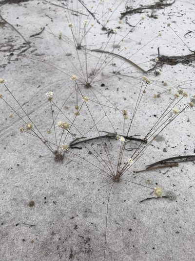 Comanthera nivea, photographed by william_hoyer