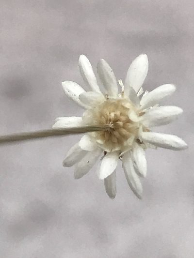 Comanthera nivea, photographed by william_hoyer