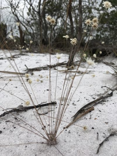 Comanthera nivea, photographed by william_hoyer