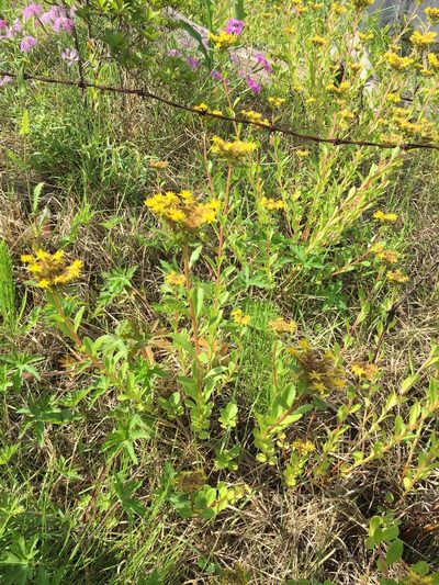 Phedimus kamtschaticus, photographed by Carrie Seltzer