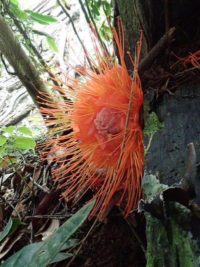 Brownea macrophylla, photographed by Dr. Guido Bohne