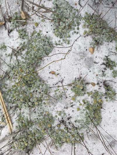 Philcoxia rhizomatosa, photographed by william_hoyer