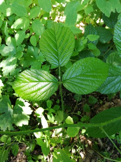 Rubus hirtus, photographed by Kacper