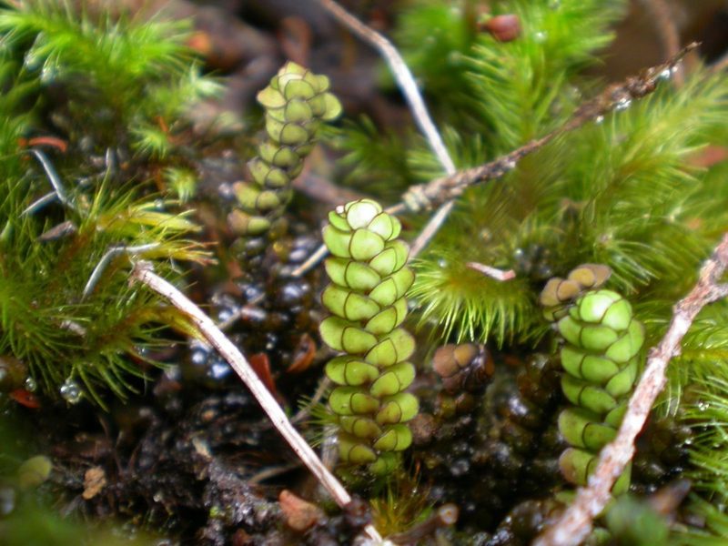 Scapania lepida, photographed by Dan Wrench