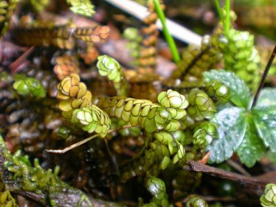 Scapania lepida, photographed by Dan Wrench