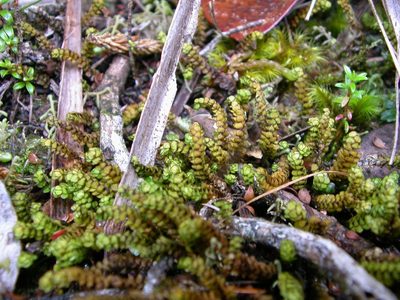 Scapania lepida, photographed by Dan Wrench
