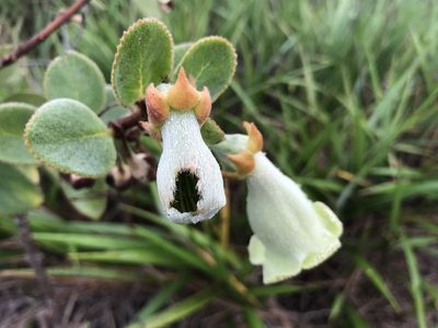 Paliavana sericiflora, photographed by william_hoyer