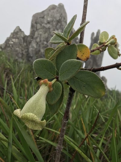 Paliavana sericiflora, photographed by william_hoyer