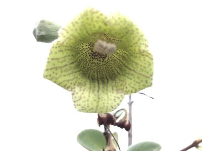 Paliavana sericiflora, photographed by william_hoyer