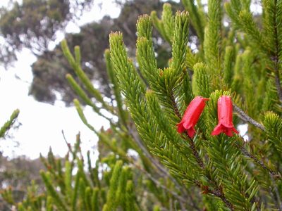 Rhododendron ericoides, photographed by Dan Wrench