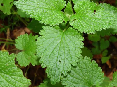 Lamium garganicum, photographed by Emanuele Santarelli