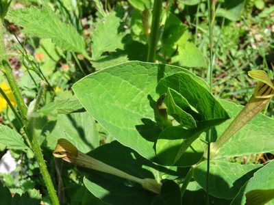 Aristolochia lutea, photographed by Emanuele Santarelli