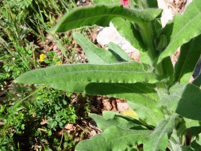 Cynoglossum montanum, photographed by Emanuele Santarelli