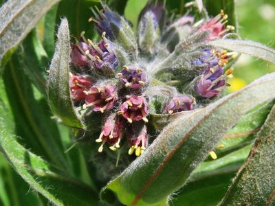 Solenanthus apenninus, photographed by Emanuele Santarelli