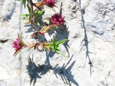 Thymus striatus, photographed by Emanuele Santarelli