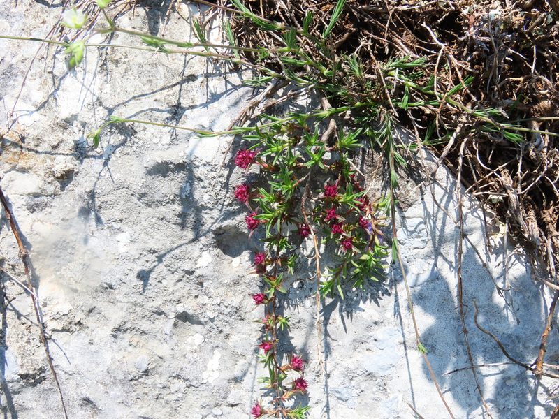 Thymus striatus, photographed by Emanuele Santarelli