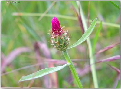 Centaurea napifolia, photographed by Aissa Djamel Filali