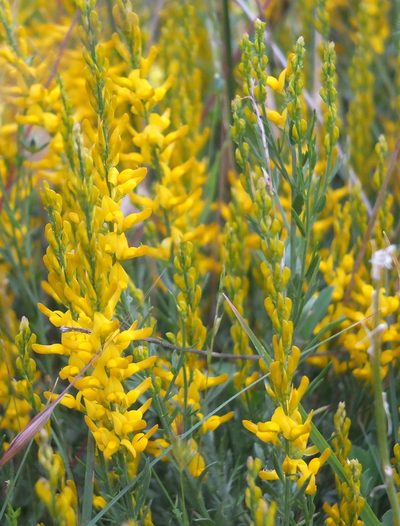 Genista tricuspidata, photographed by Aissa Djamel Filali
