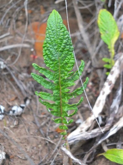 Leuzea acaulis, photographed by Aissa Djamel Filali