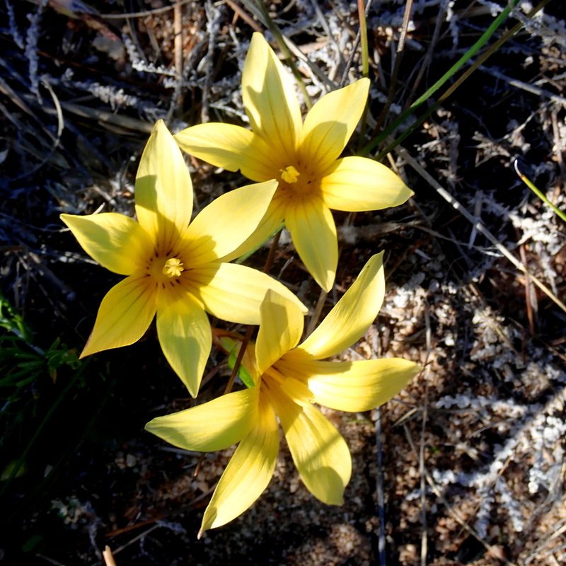 Romulea austinii, photographed by Di Turner