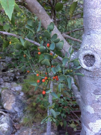 Viscum pauciflorum, photographed by Jeremy Gilmore