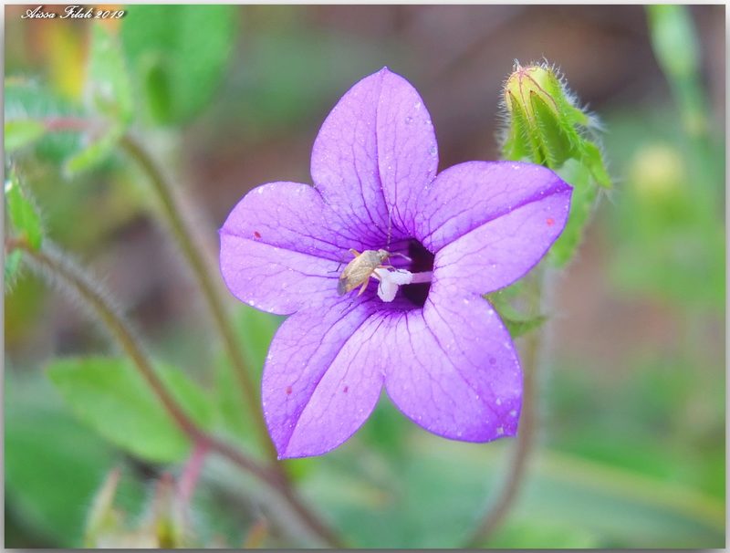 Campanula dichotoma, photographed by Aissa Djamel Filali