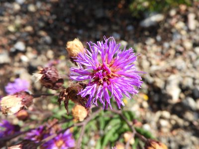 Vernonia greggii, photographed by Leticia Jiménez Hernández