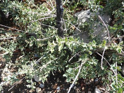 Quercus intricata, photographed by Leticia Jiménez Hernández