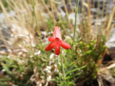 Penstemon lanceolatus, photographed by Leticia Jiménez Hernández