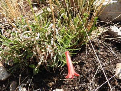 Penstemon lanceolatus, photographed by Leticia Jiménez Hernández