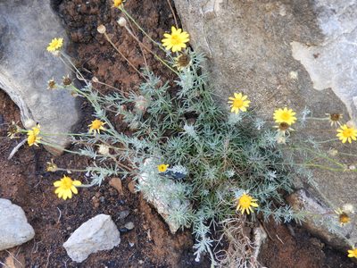 Thymophylla setifolia, photographed by Leticia Jiménez Hernández