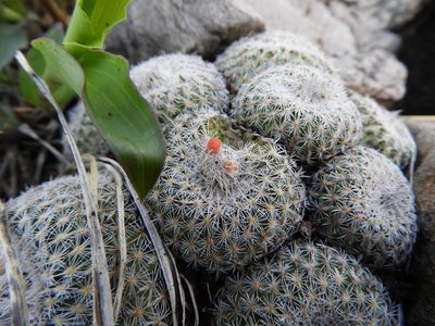 Epithelantha spinosior, photographed by Leticia Jiménez Hernández
