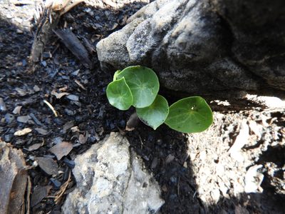 Peperomia bracteata, photographed by Leticia Jiménez Hernández